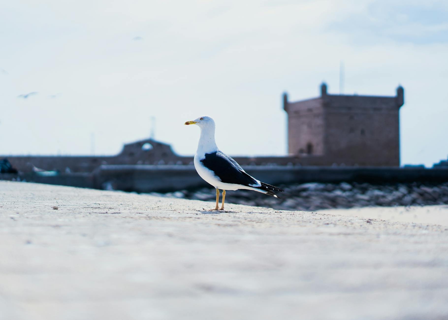 Essaouira, Morocco — photo 3