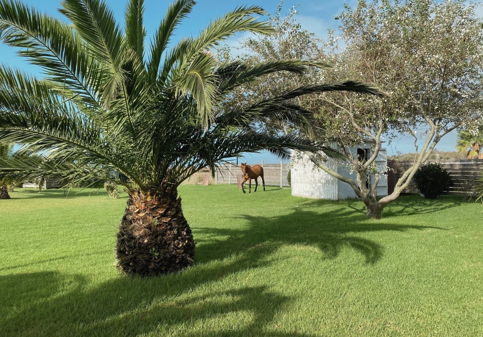 Tarifa villa lush garden with palm trees