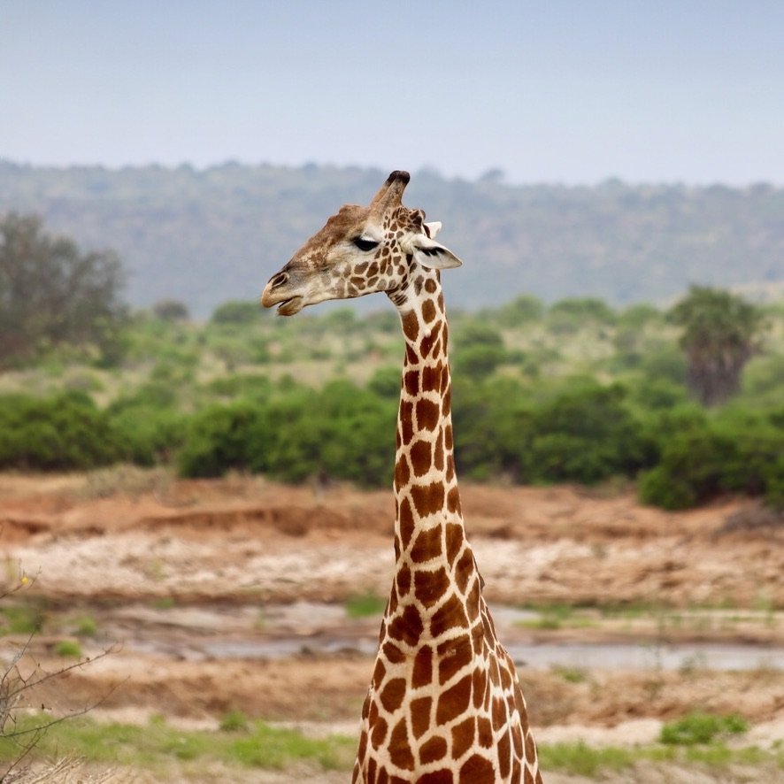 Giraffe portrait on Kenyan safari